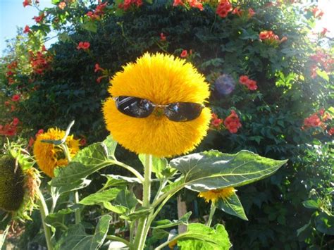 funny images of flowers|cool looking flower pics.